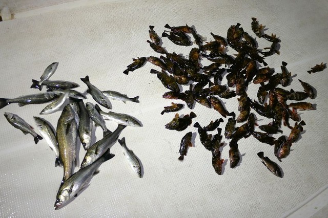 シーバス　根魚　釣果写真