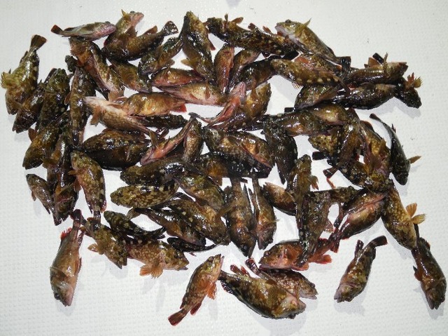 カサゴ　釣果写真