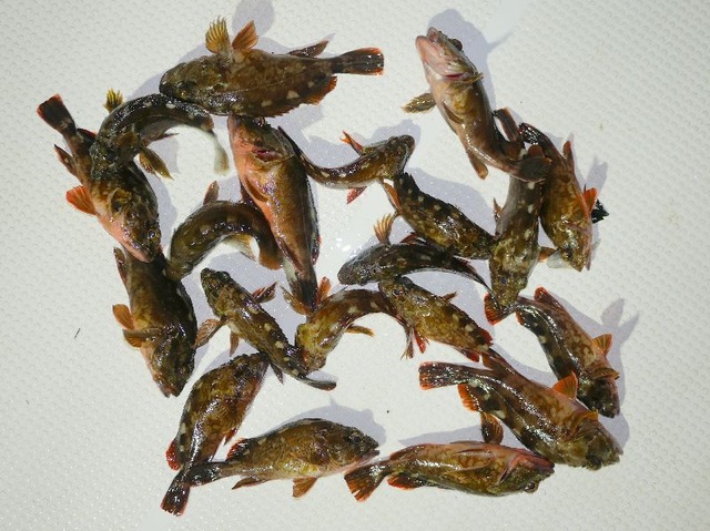 カサゴ 釣果