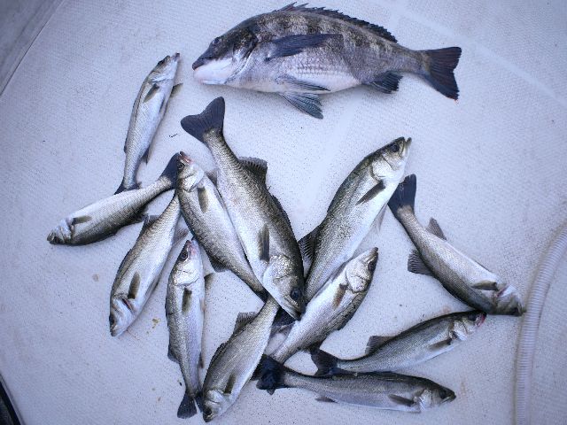 シーバス　釣果写真