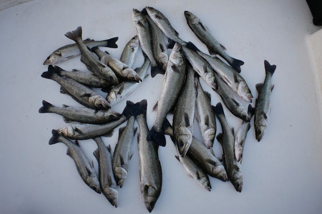 シーバス 釣果写真
