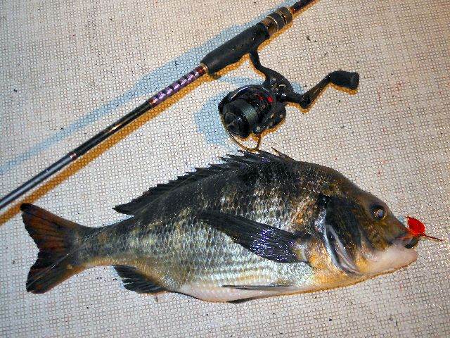 名古屋港　クロダイ