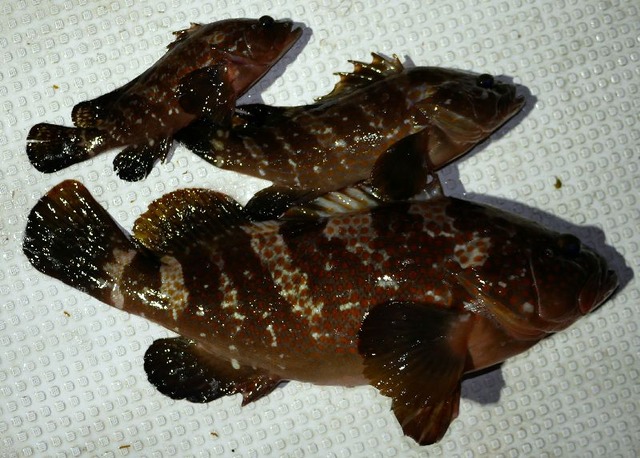 キジハタ 釣果写真