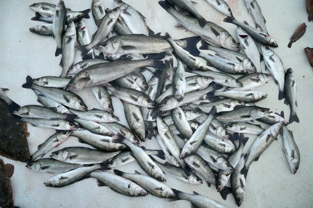 シーバス　釣果写真