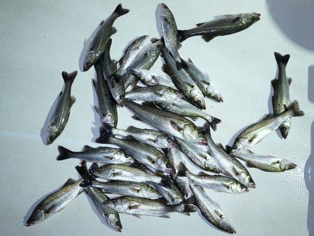 シーバス釣果