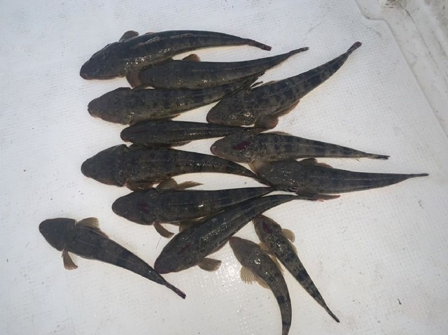 マゴチ 釣果