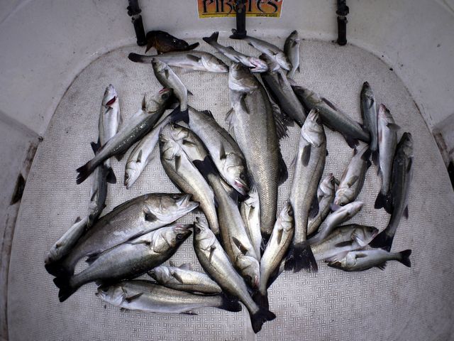 シーバス　釣果写真