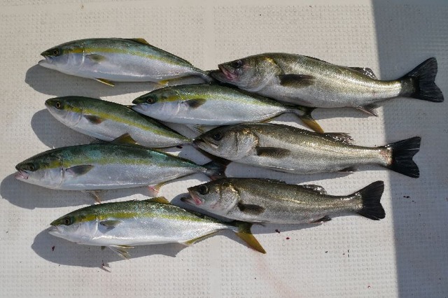 ハマチ シーバス 釣果写真