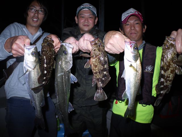 名古屋港　シーバス　根魚　ハマチ