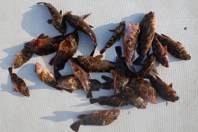 カサゴ　釣果写真