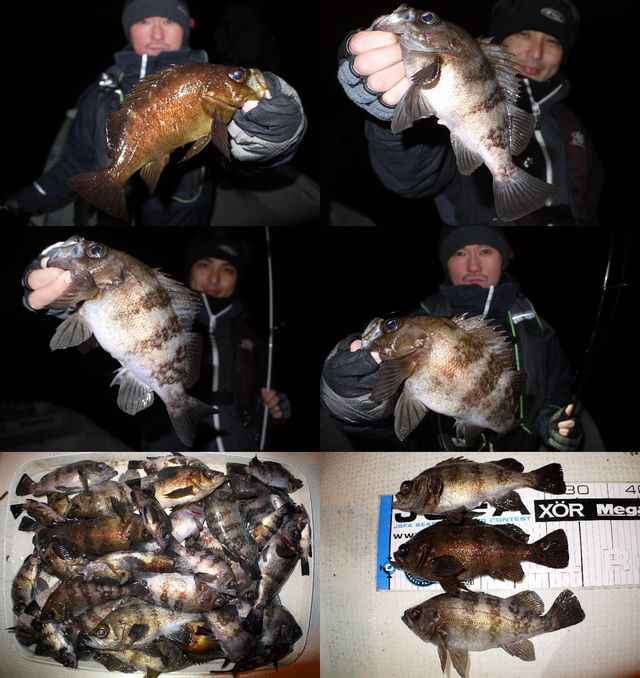 メバル　釣果写真