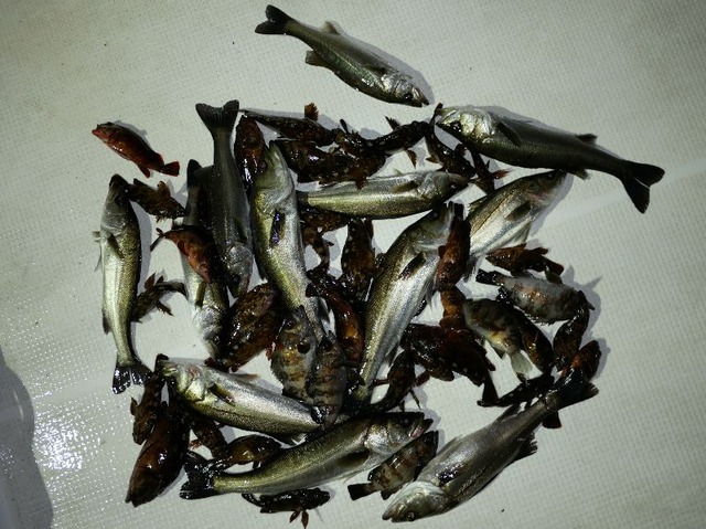 シーバス メバル 根魚 釣果