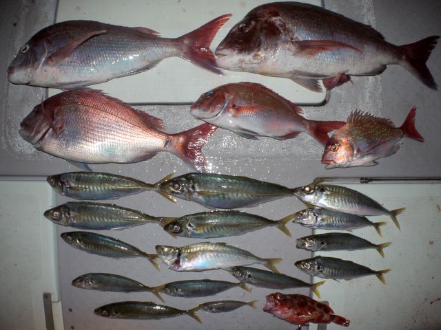 沖 釣果写真