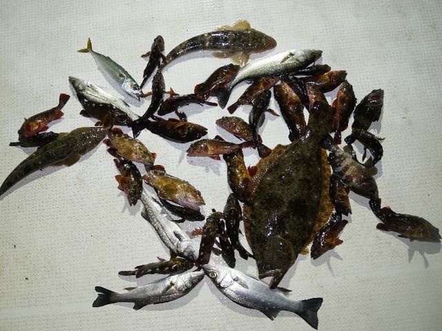 釣果写真