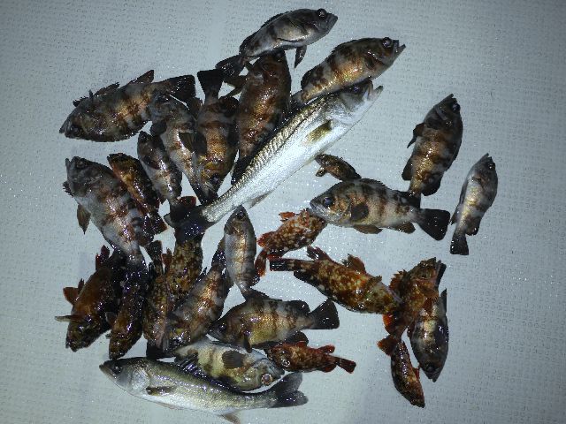 メバル　釣果写真