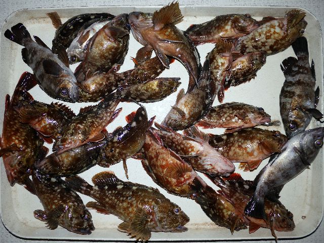 メバル&根魚 釣果写真