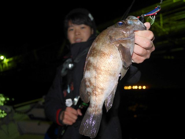 名古屋港　メバル