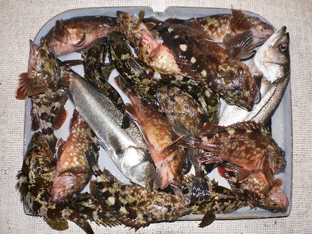 根魚　釣果写真