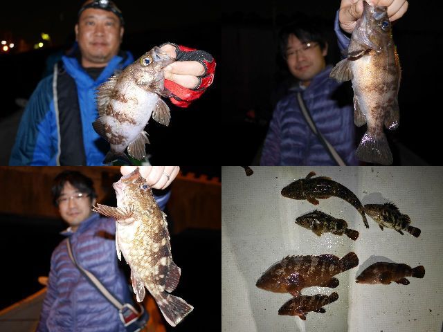 メバルも連発