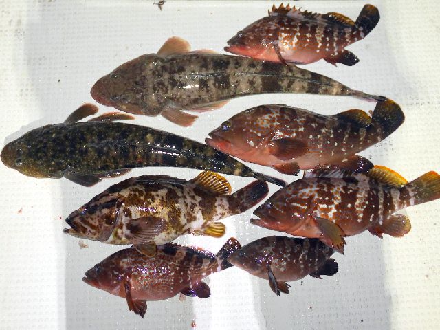 キジハタ＆マゴチ&タケノコメバル　釣果写真