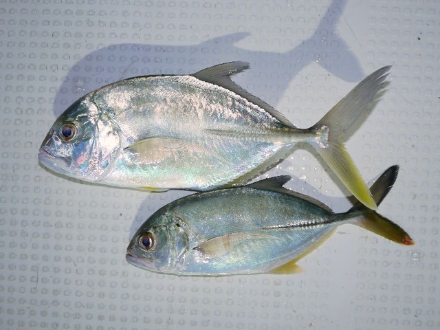 メッキ釣果