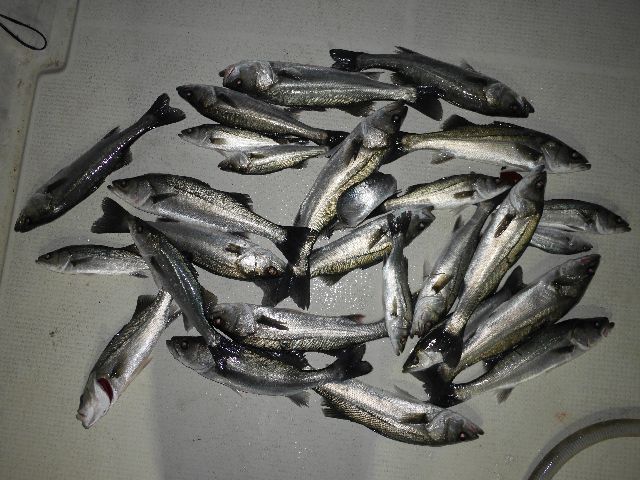 シーバス　釣果写真