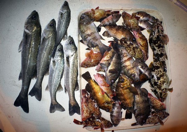 根魚　メバル　シーバス　釣果写真