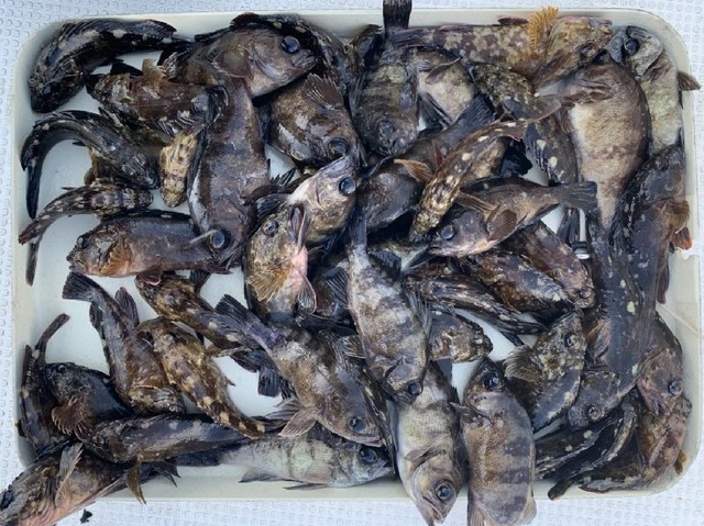 メバル　カサゴ　釣果写真