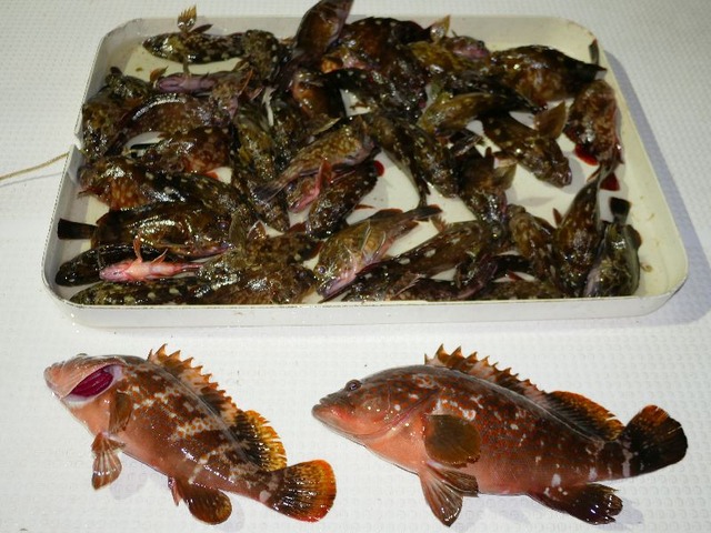 キジハタ カサゴ 釣果写真