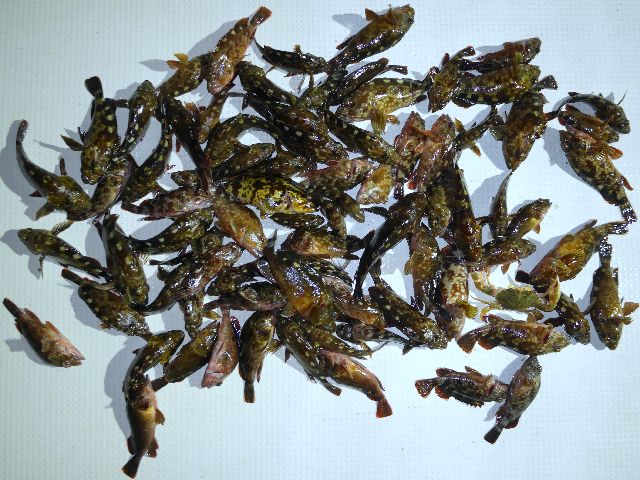 根魚 釣果写真