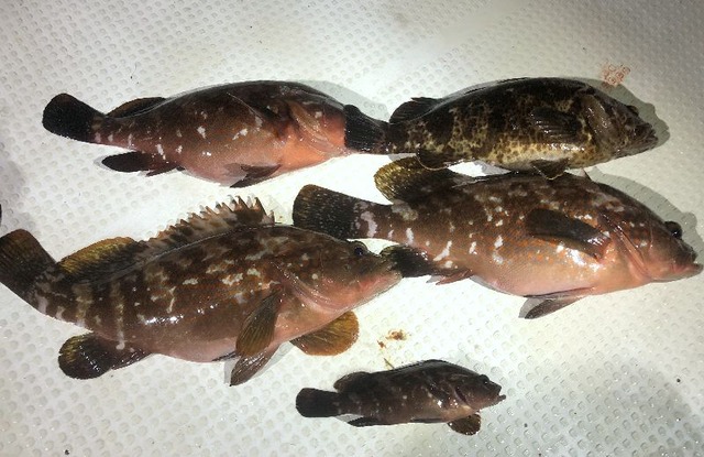 デカ根魚　釣果写真