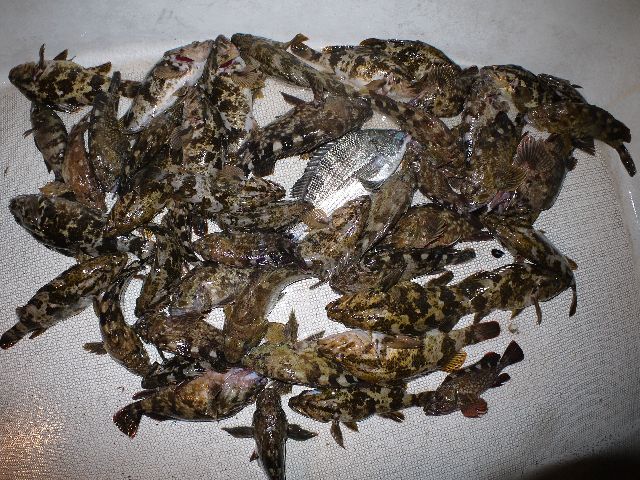 根魚　釣果写真