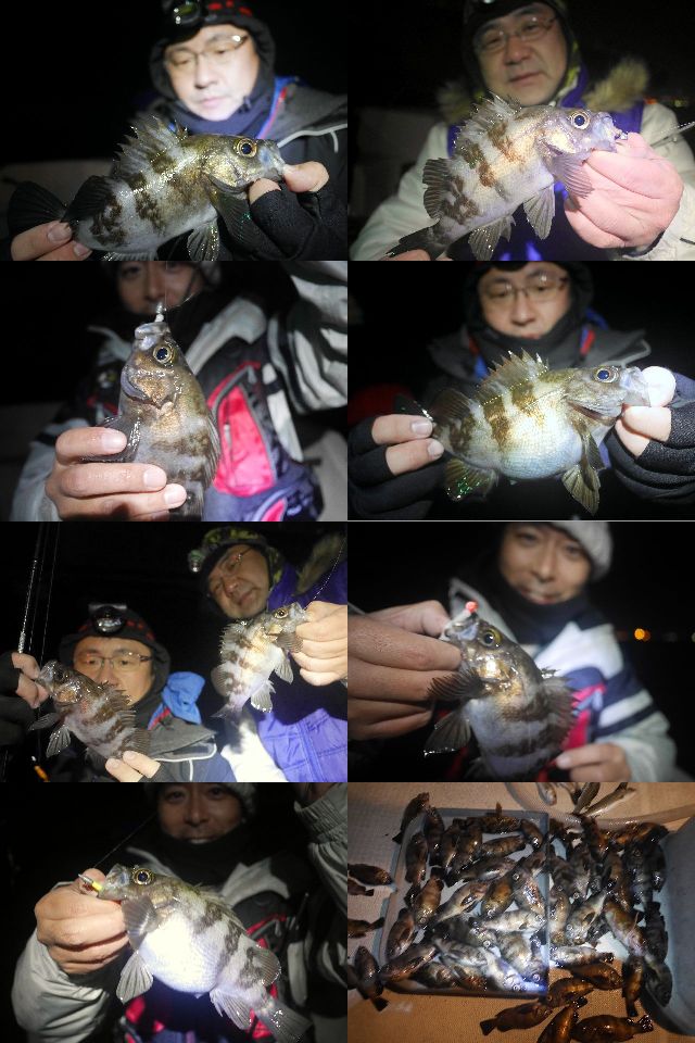 メバル　釣果写真