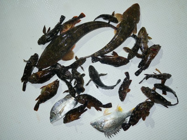 マゴチ　チヌ　根魚　釣果写真