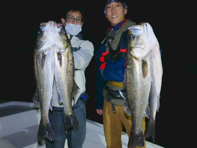 シーバス　釣果