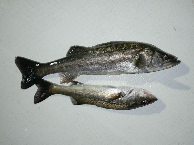 シーバス 釣果