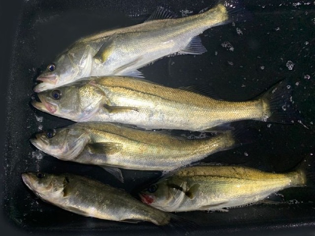 シーバス釣果