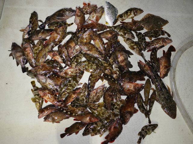 メバル&根魚&マゴチ 釣果写真