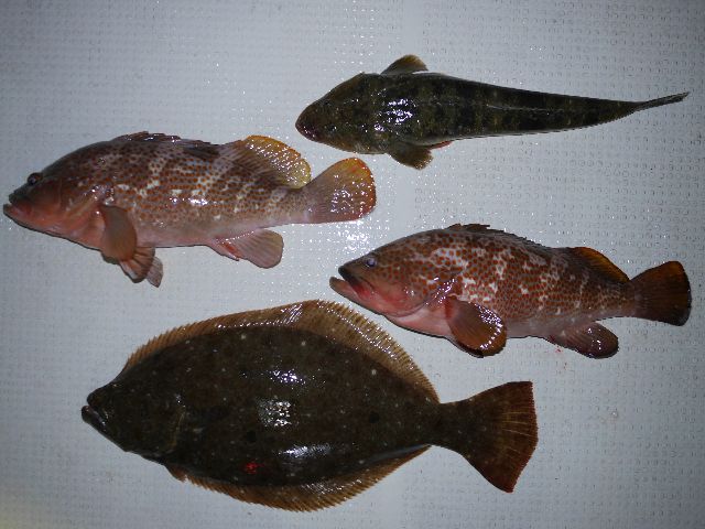 マゴチ　キジハタ　ヒラメ　釣果写真