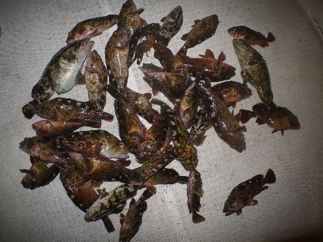 根魚　釣果写真