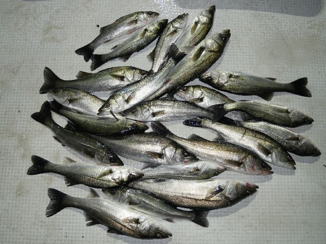 シーバス　釣果写真