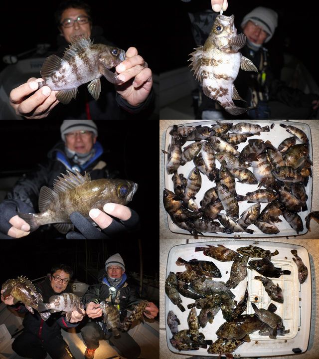 メバル　釣果写真