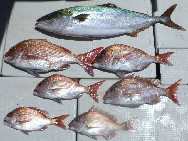 ワラサ＆マダイ　釣果写真