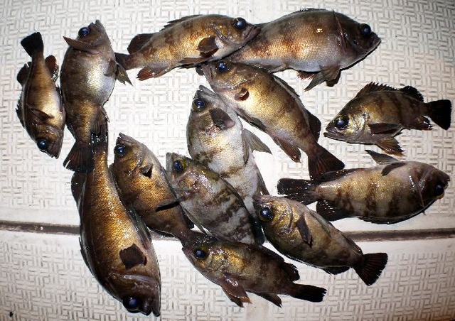 メバル　釣果