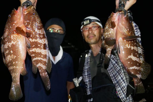 キジハタ　釣果写真