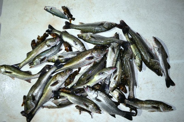 シーバス　釣果写真