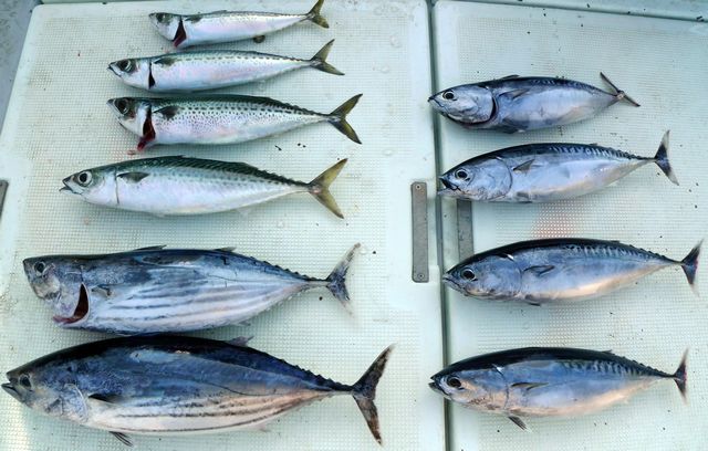 カツオ　釣果