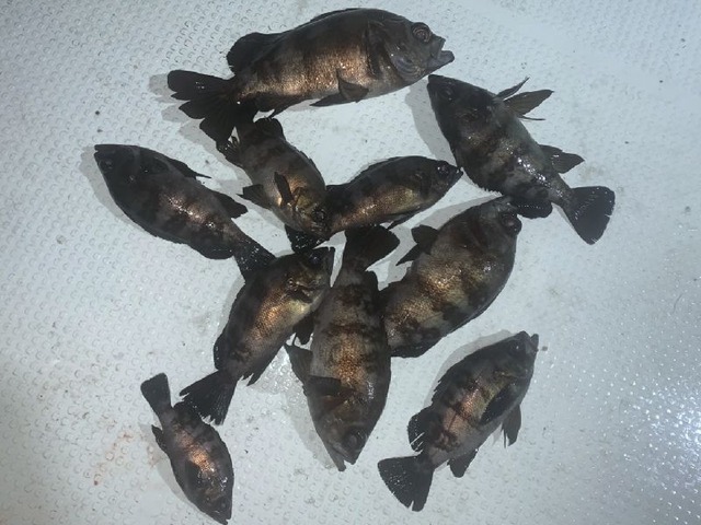 メバル 釣果