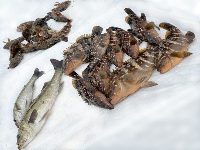 全釣果