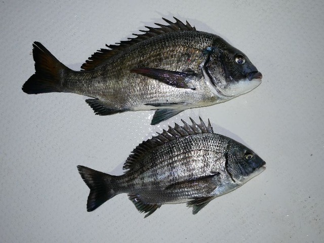 クロダイ 釣果